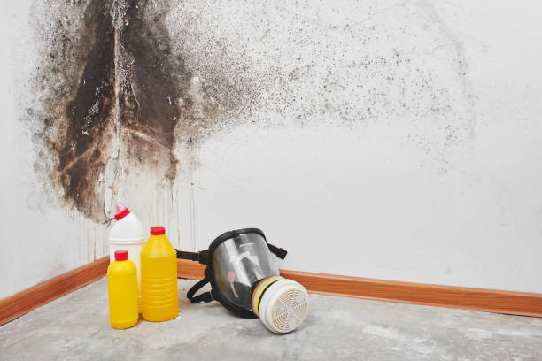 Best Certified Mold Removal  in Oreana, IL