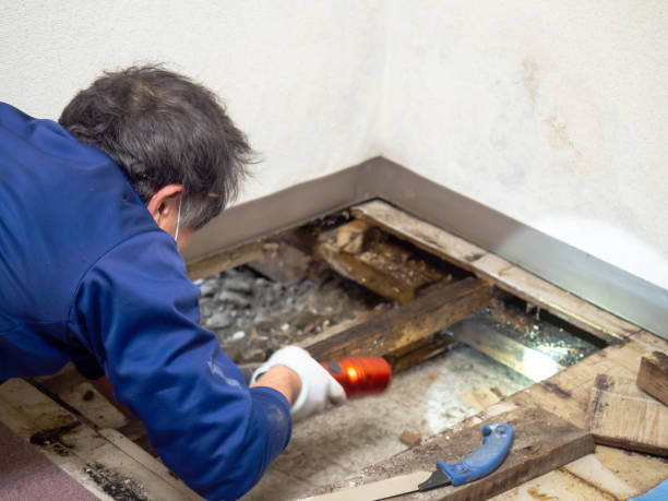 Best Attic Mold Removal  in Oreana, IL