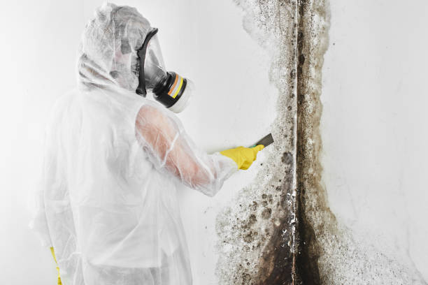 Best Mold Cleaning Services  in Oreana, IL
