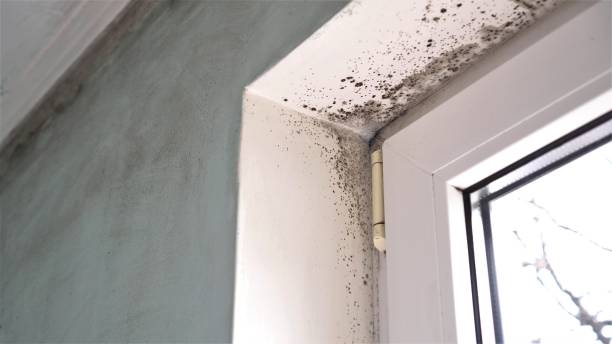 Best Same-Day Mold Removal  in Oreana, IL