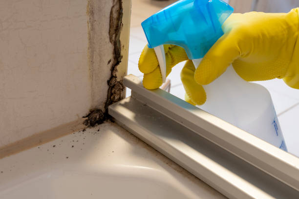 Best Water Damage Restoration  in Oreana, IL