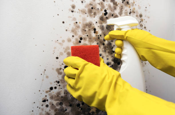 Water Damage Restoration in Oreana, IL