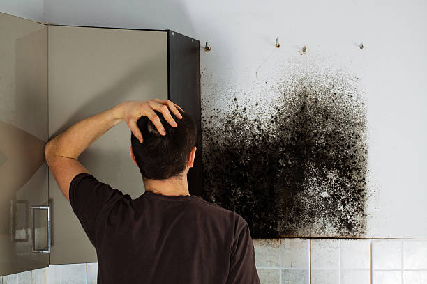 Best Office Mold Removal Services  in Oreana, IL